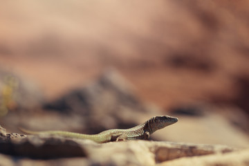 Lizard on a stone on the background of the rock