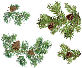 Vector collections of Christmas tree branch with pine cones