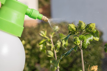 Blattlausbekämpfung mit Wasser und Spülmittel