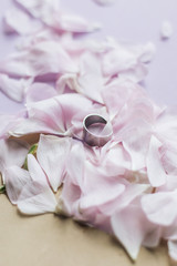Petals of tender pink flowers and ring on pink background