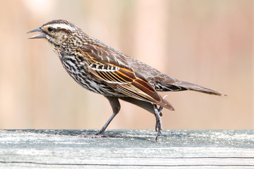 Close up shot of Pine Siskin bird