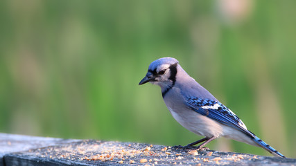 Close up shot of Blue Jay bird on the fence