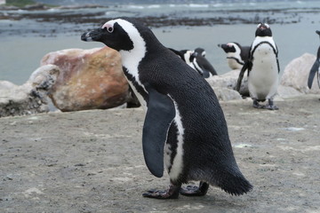 Obraz premium Pinguine in Südafrika