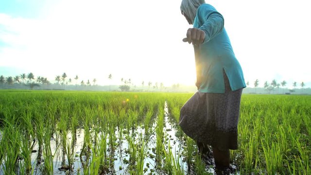 Manual female worker with irrigation tool farming Indonesian rice fields Java 