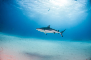 Fototapeta na wymiar Caribbean reef shark at the Bahamas