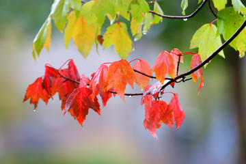 Bright orange Maple leaves in the forest