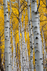 Utah Fall Aspens