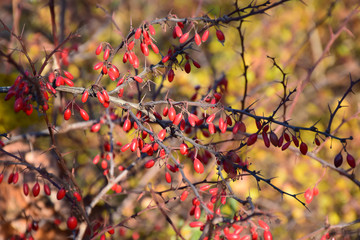 Barberry berries on a yellow background. Russia, Moscow, November 2018.