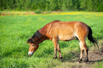 Naklejka na ściany i meble Swedish pony gotland russ grazing in a meadow