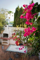 Patio and bougainvillea