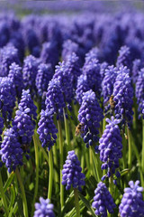Red tulips in Istanbul