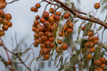 ripened fruits of Ukrainian olives