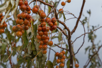 ripened fruits of Ukrainian olives