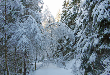 Path Through Forest Winter