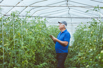 Obraz premium Senior farmer using a digital tablet in organic greenhouse