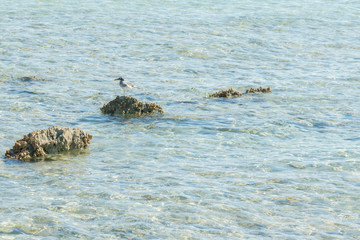 Seagull standing on a stone in the sea