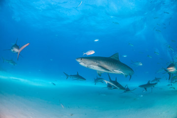 Fototapeta premium Rekin tygrysi w Tigerbeach na Bahamach