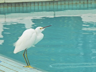 bird, egret, heron, white, water, nature, animal, wildlife, snowy, beak, wild, snowy egret, beach, feathers, florida, great egret, sea, ocean, lake, great, little, egretta, coast, garzetta, pond