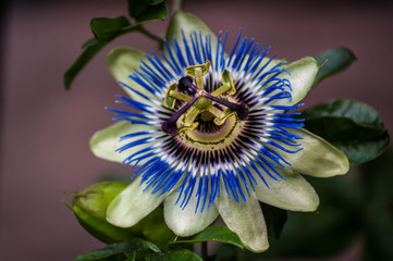 Passion Flower from Front