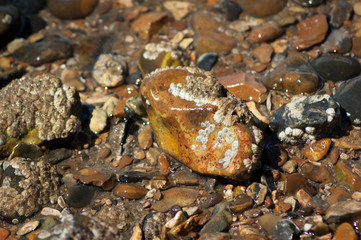 Wet Stones on Shingle Beach