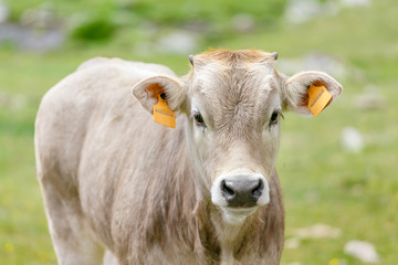 The cow calf on a summer pasture in mountains