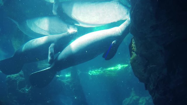Two manatees meeting each other and hugging for a moment and then they split up.