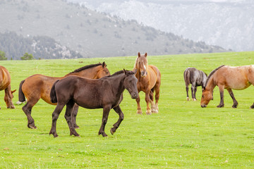 Herd of horses grazing in the mountains