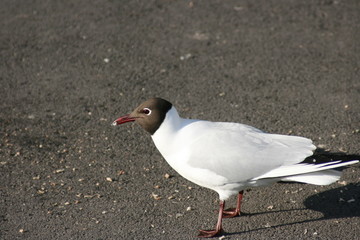 seagull