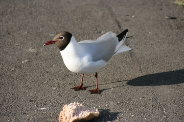 seagull