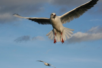 seagull flying in a sky as a background