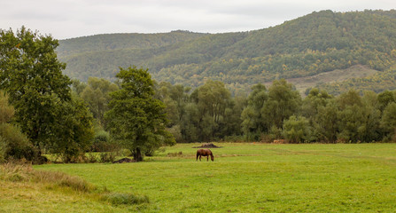 Horse on meadow with Carpathian mountain in the background. Foggy day in Transylvania, region of Romania.