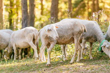 Obraz na płótnie Canvas shaved bald lamb sheep, livestock and agriculture concept