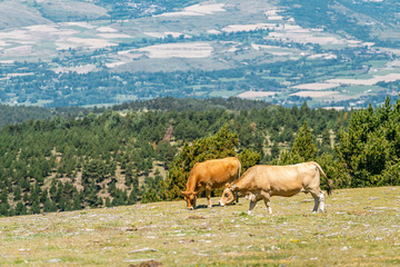 Fototapeta na wymiar Cows grazing on a summer pasture