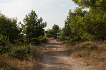 Empty macadam and dusty road trough wilderness and forest of Croatian island Brac. Road trough nature with green forest and blue sky during summer.