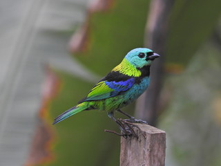 bird, nature, animal, wildlife, wild, colorful, branch, green, birds, blue, beak, tree, red, robin, beautiful, yellow, feathers, fauna, feather, white, avian, finch, color, small, Saira-seven-colors