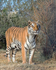 Fototapeta na wymiar Tiger standing in the Brush