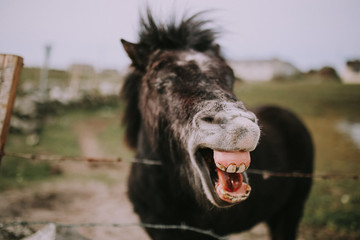 horse laughing