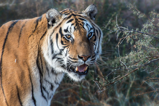 Portrait of a Tiger with Open Mouth