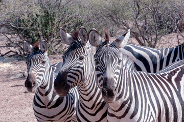 Zebra Trio in the Brush