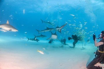 Fototapeta na wymiar Tiger shark and caribbean reef sharks at Tigerbeach, Bahamas