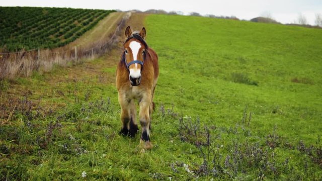 A Danish Jutland Draft Horse On A Field Walking Towards The Camera In Slow Motion
