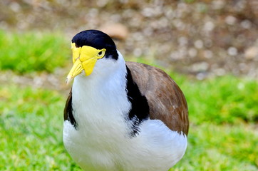 Spur-winged Plover