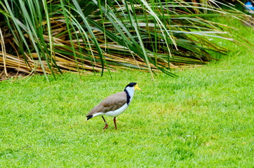 Spur-winged Plover