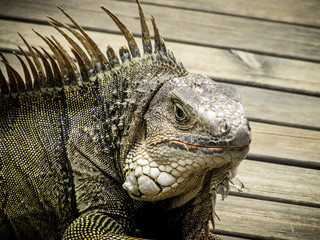 Iguana