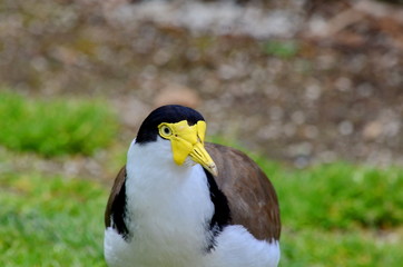 Spur-winged Plover
