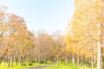 (東京都ｰ風景)秋の並木５