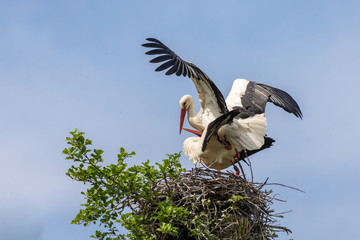 Weißstörche bei der Paarung 29