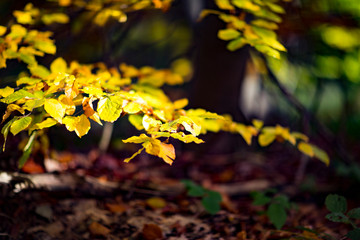 jesienny las, złota jesień © Marcel