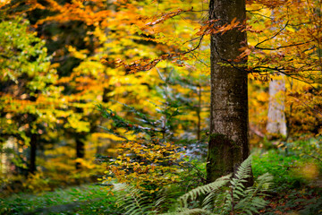 złota jesień jesienny las