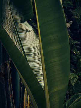 close up of palm tree